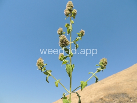 catnip